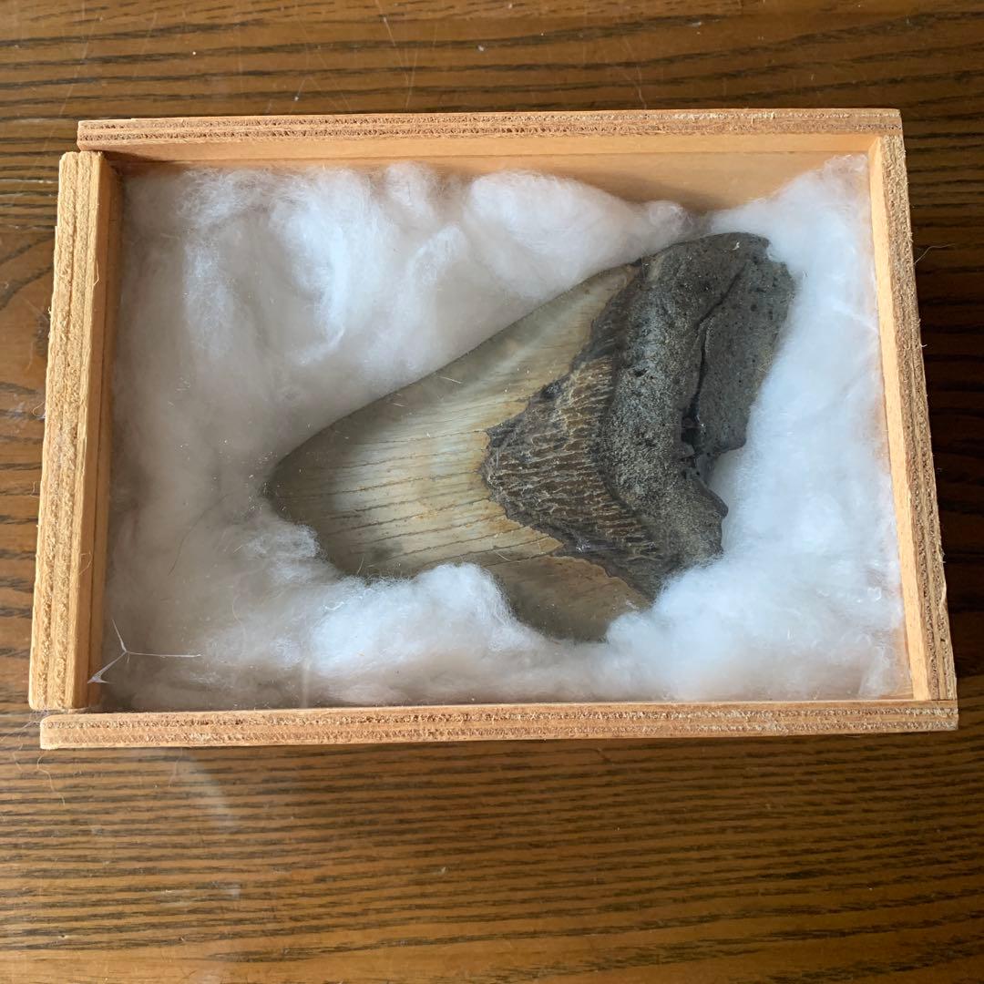 メガロドンの歯の化石