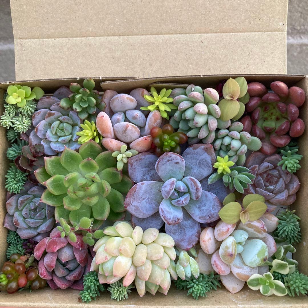ゆうゆうメルカリ便 多肉植物 カット苗とセダム寄せ植えセット - メルカリ