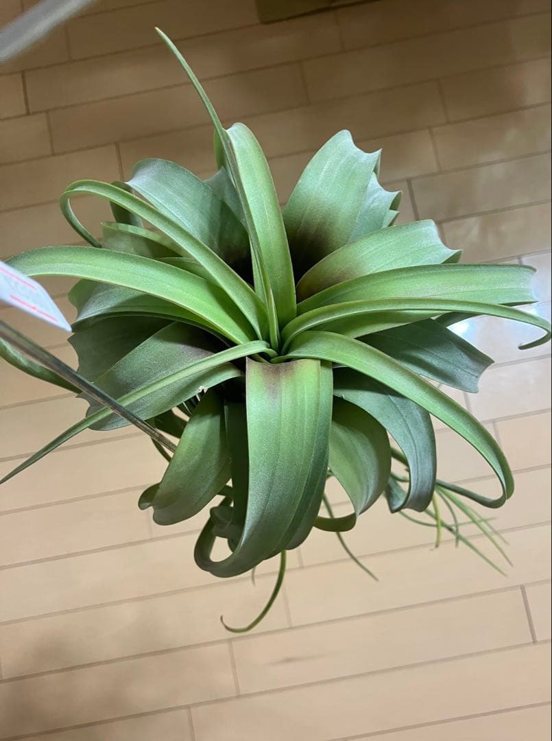 ★*★様 超希少 チランジア リメンバランス ( フレクスオーサ x ストレプト