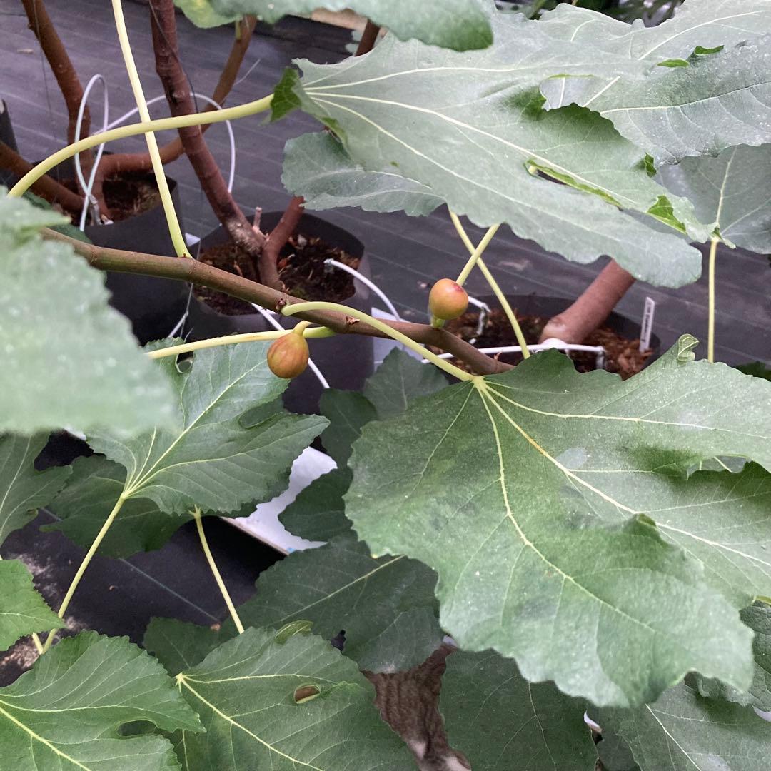 N-06 穂木 イチジク - メルカリ