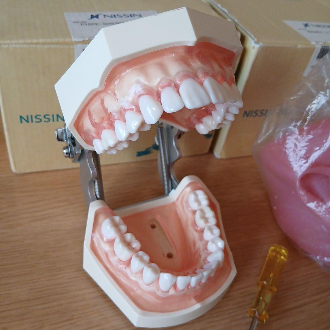 NISSIN ニッシン 額模型 歯科模型 歯科衛生士 - メルカリ