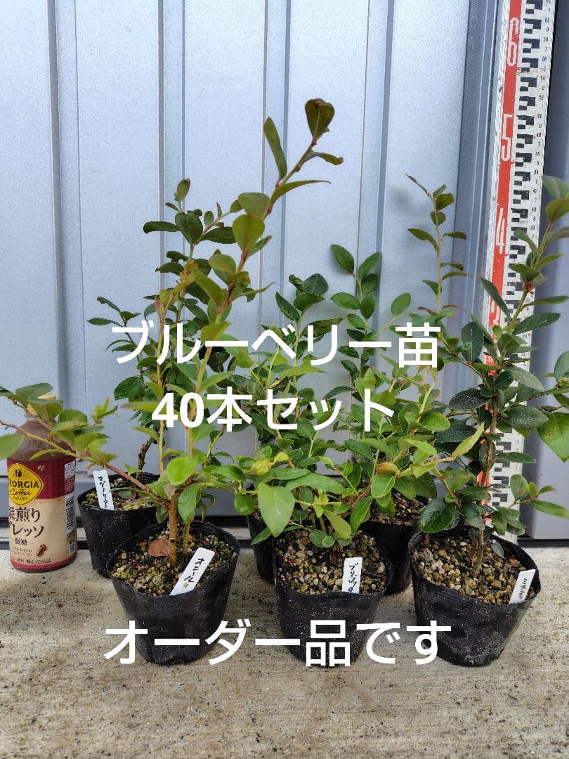 ブルーベリー苗3.5号ポット40本セット② 楽天市場】ブルーベリー 苗木 （ 3年生 ） 4.5号ポット苗 【 選べる