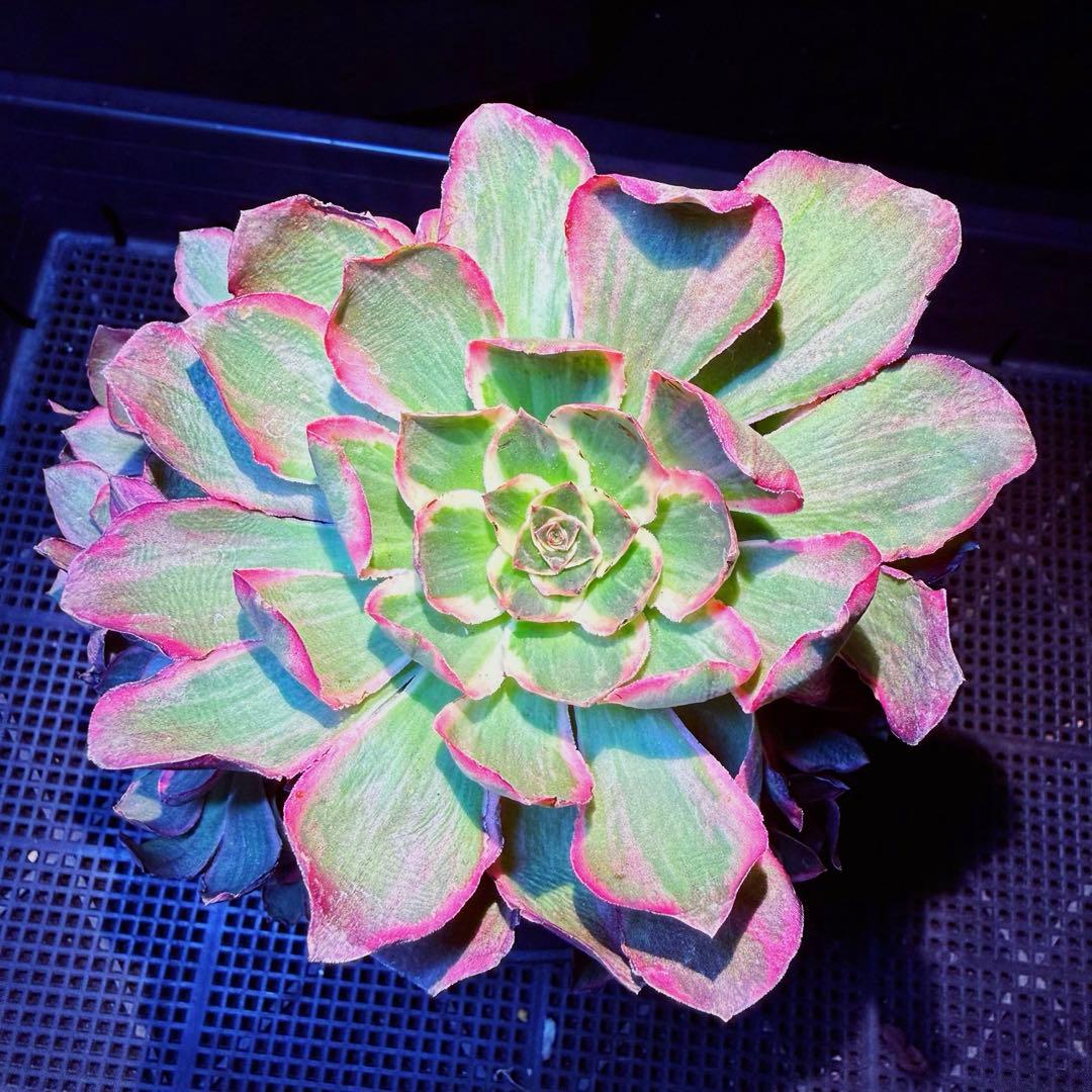 雪様 リクエスト 3点 まとめ商品　速達料金込み セイコーマートで使えるタバコ引換券3枚glo グロー ラッキー