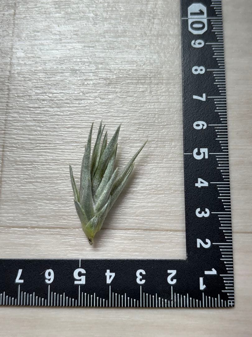 u*a様 Tillandsia.roseiflora