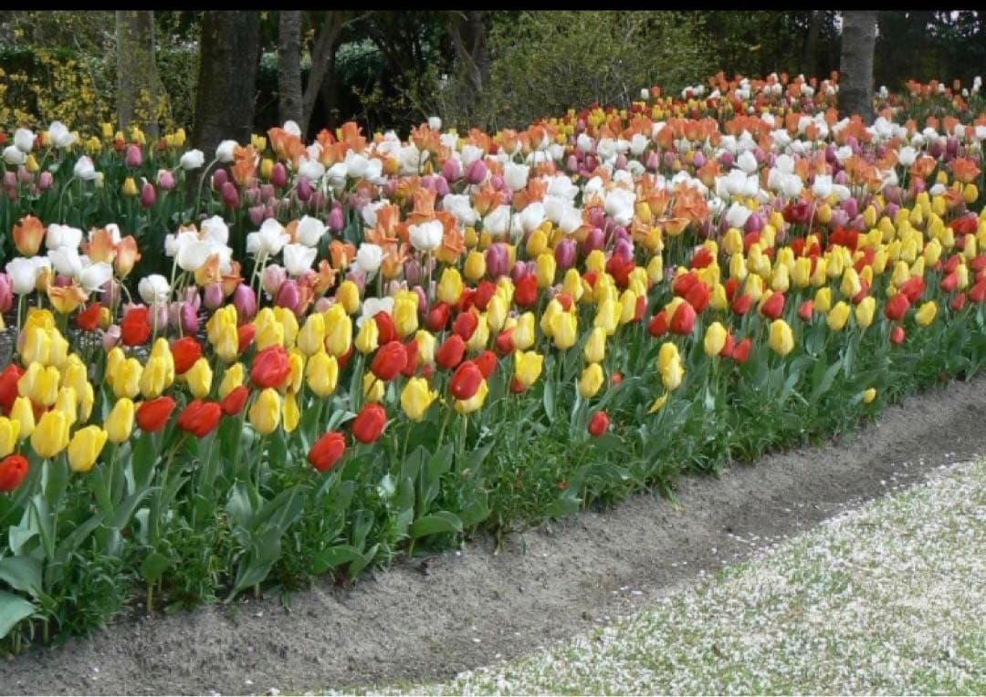 Yosh　チューリップ　おまかせ　500球