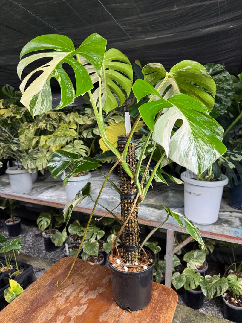 ア*)様 89モンステラ ボルギシアナ アルボ 白斑入り 鉢モスポール付き