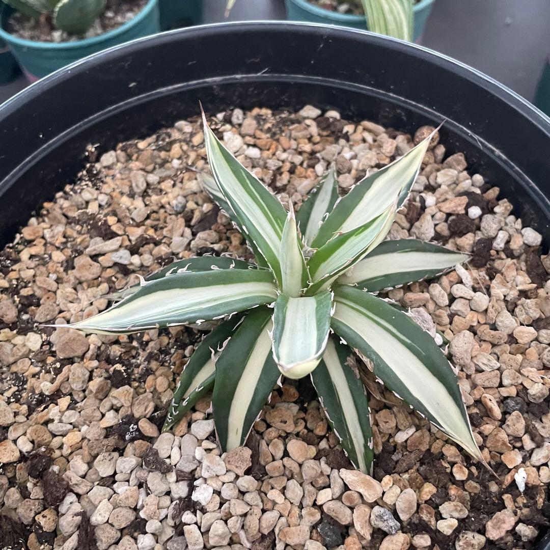 多肉植物アガベ チタノタ ホリダ 白中斑 - メルカリ