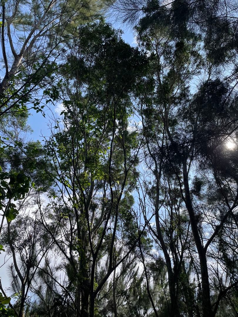 アカシア Acacia ソウシジュ 相思樹 根皮100% 30g 粉末 - メルカリ