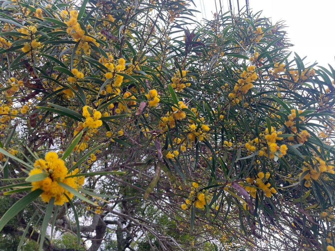 アカシア Acacia ソウシジュ 相思樹 根皮100% 30g 粉末 - メルカリ