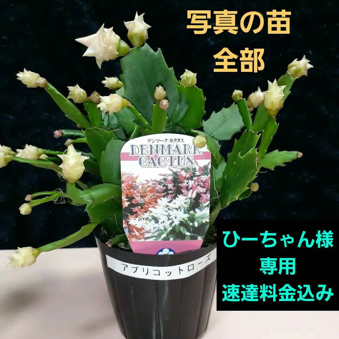デンマークカクタス(シャコバサボテン)バラ咲き アプリコット色 - メルカリ
