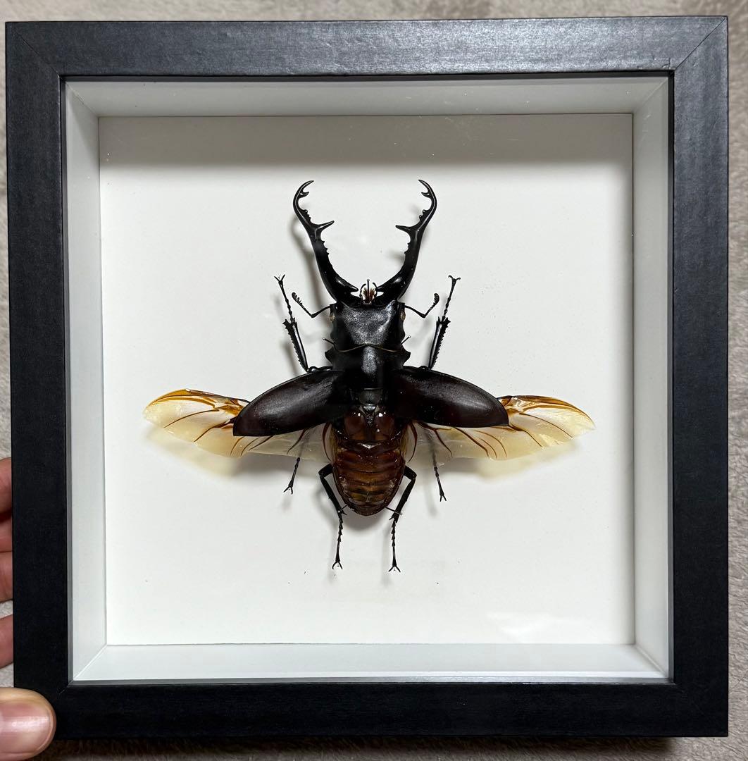 せんよう Puig（プーチ） Puig 21767H Z-RACING SCREEN [SMOKE] Kawasaki ZX-4R