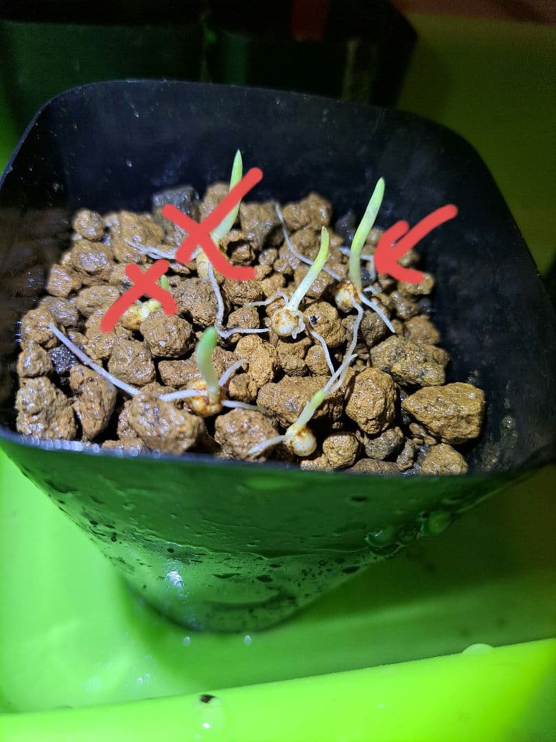 ノ*イ様 山野草　オオアマミテンナンショウ　実生　１球