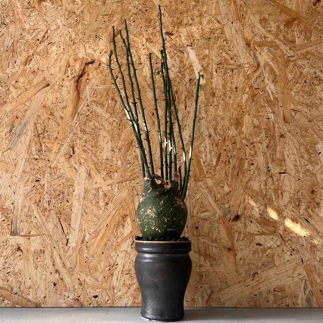 シ*ク様 現地球　アデニア　プセウドグロボーサ　Adenia pseudoglo