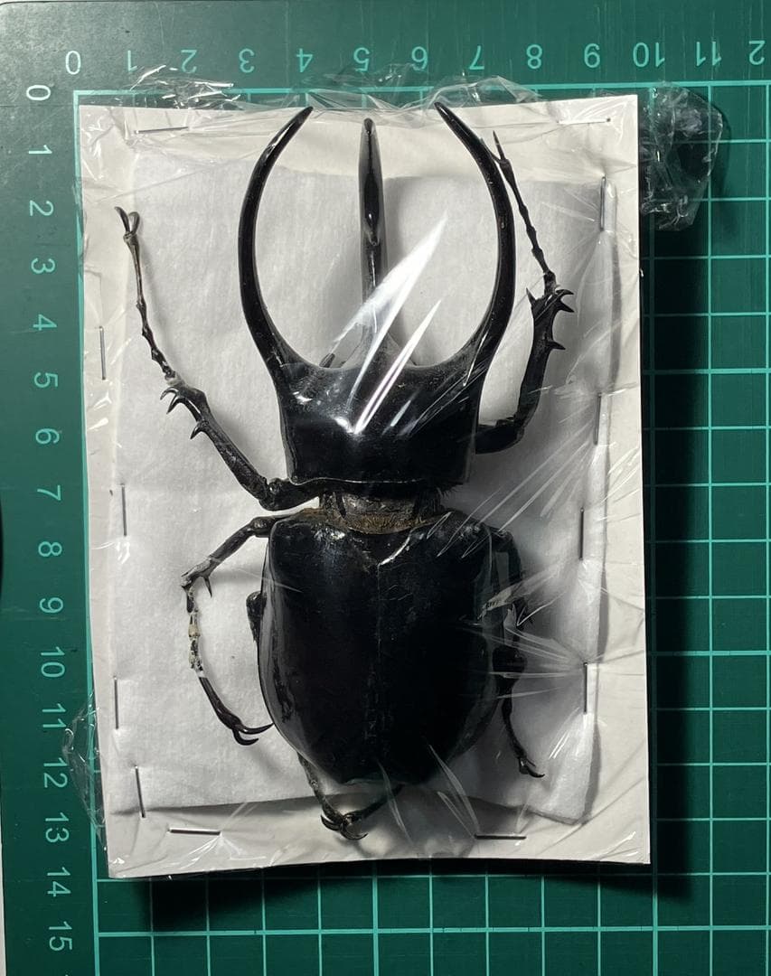 マレー コーカサスオオカブト 標本 WD - メルカリ