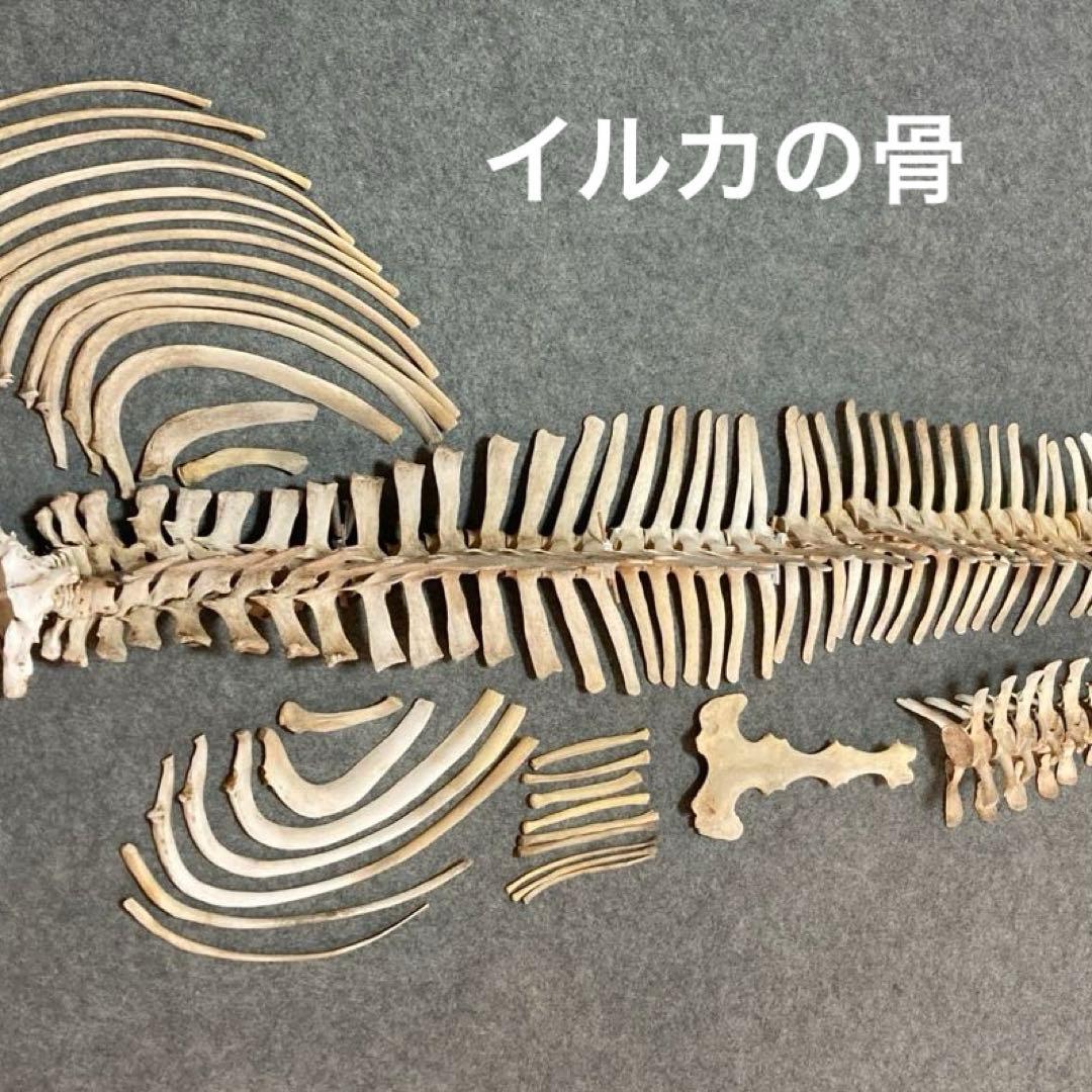 イルカの骨 骨格標本 - メルカリ