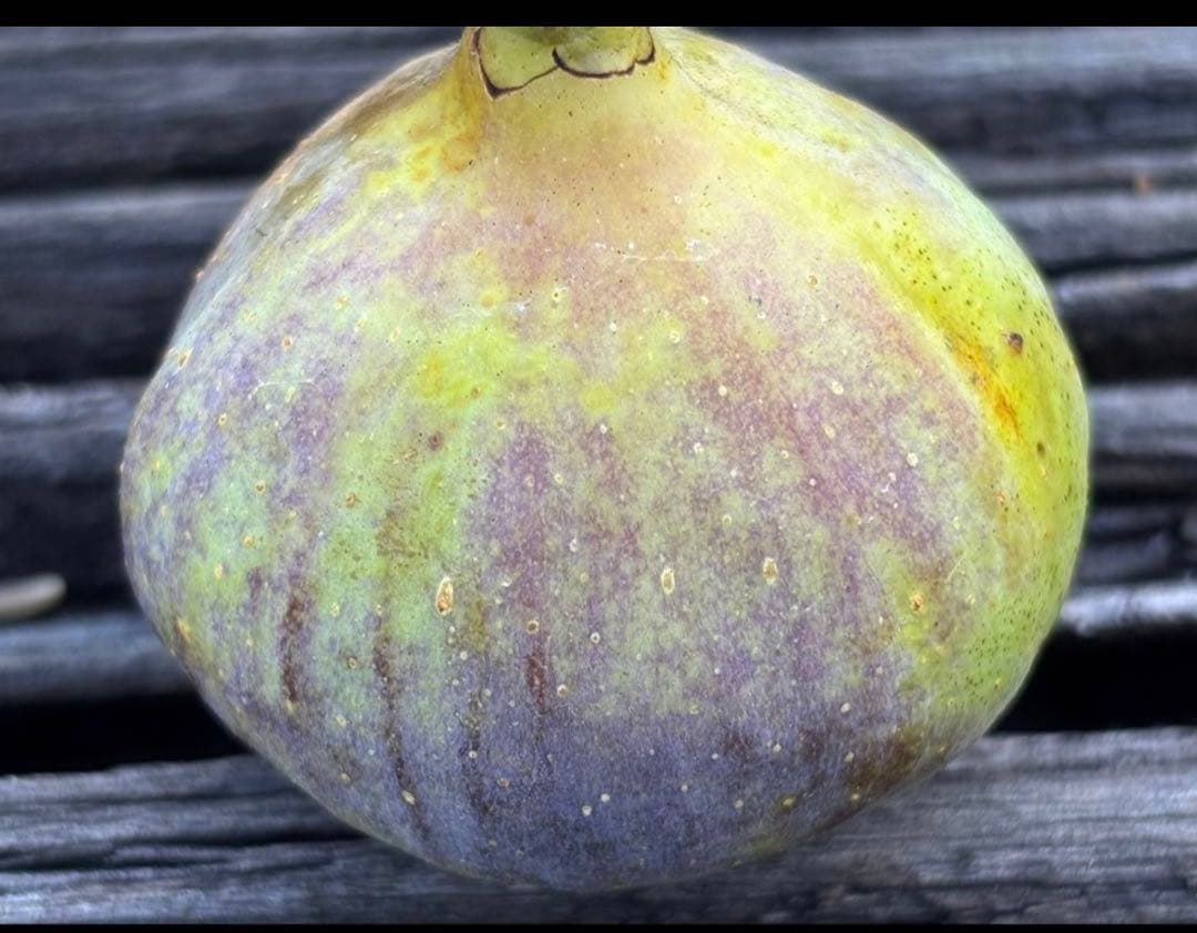 凪 様 イチジク 専用出品