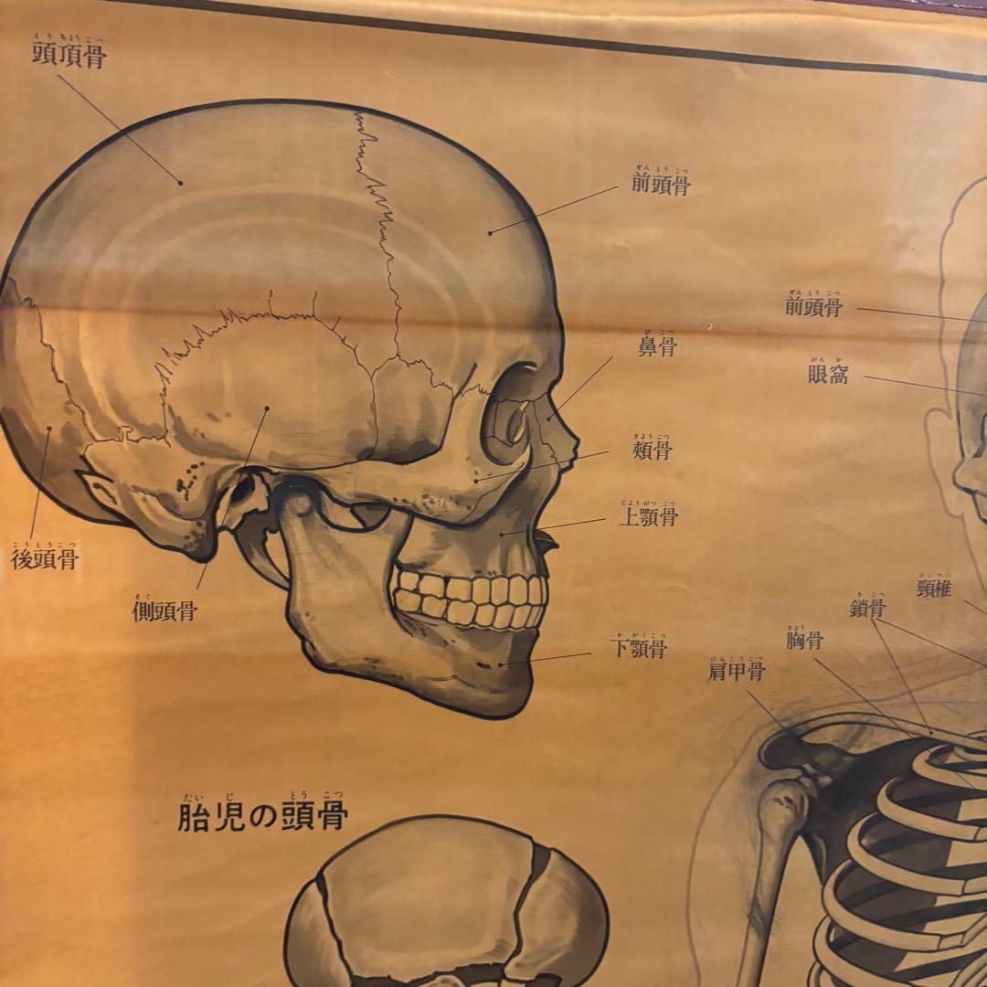 人体解剖図 白骨 人体模型 ヴィンテージ アート アンティーク - メルカリ