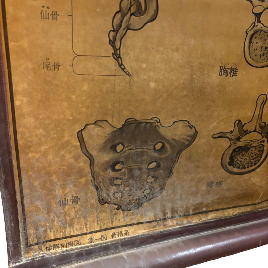 人体解剖図 白骨 人体模型 ヴィンテージ アート アンティーク - メルカリ