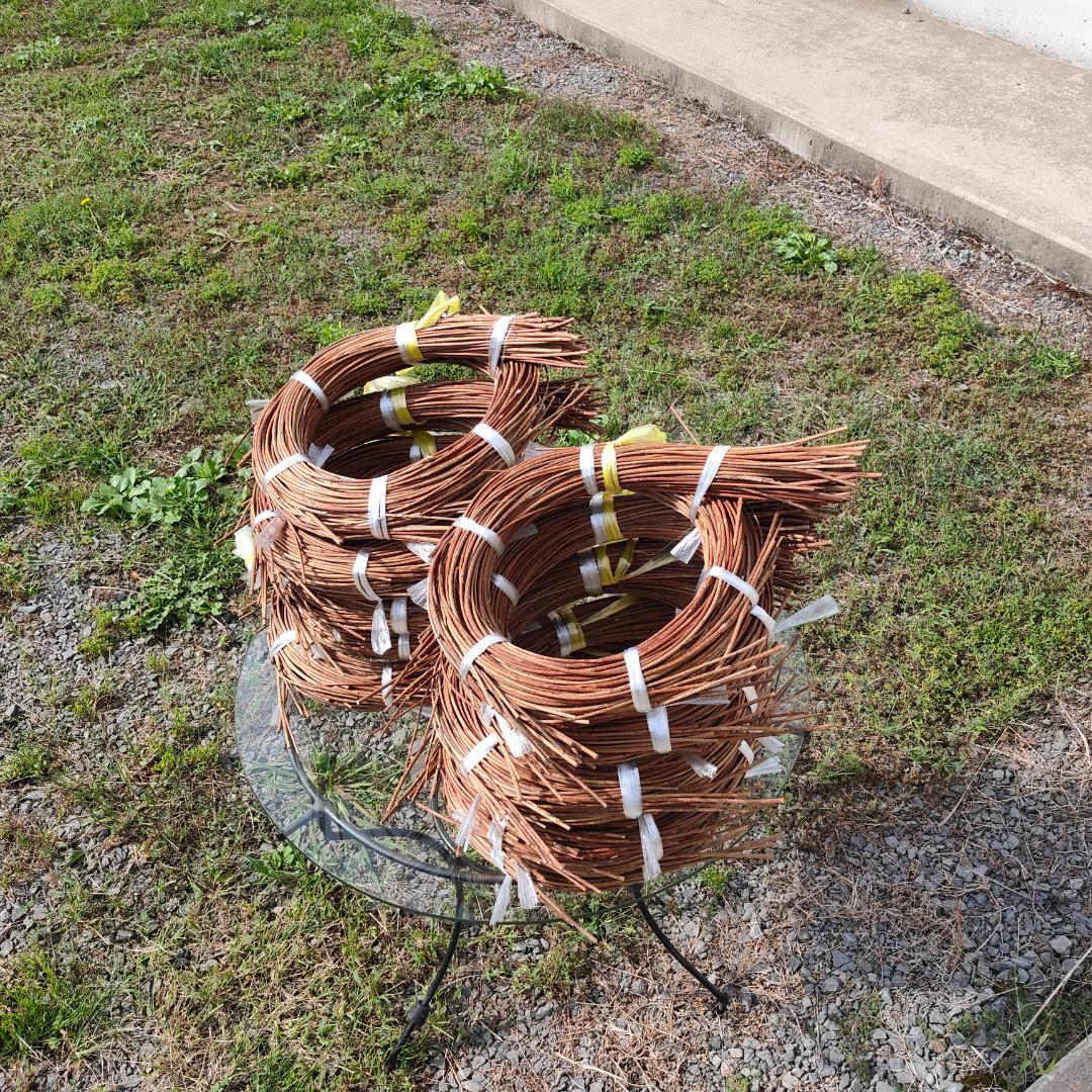 青森県岩木山採取　あけび蔓　70cm～150cm　5kg