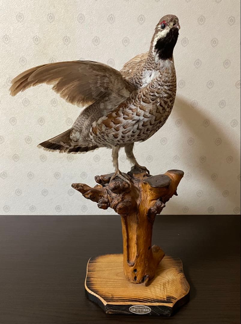 【ぴかり】 エゾライチョウの剥製 木製台座付き 2026年最新】剥製本物の人気アイテム - メルカリ