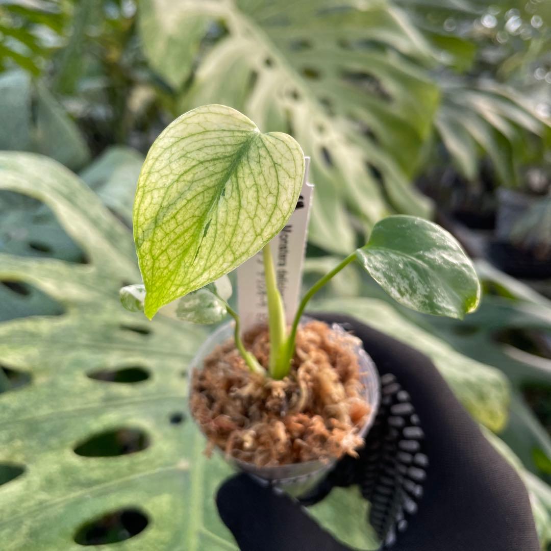 DM2モンステラ デリシオーサ ミント斑入り 2寸ポリポット ネコポス発送