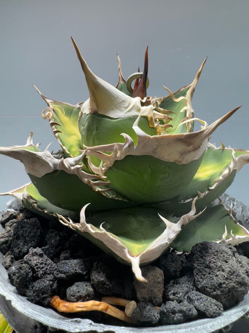 S*x様 アガベ・チタノタ・【特選】オテロイ　実生選抜株 ゼウス