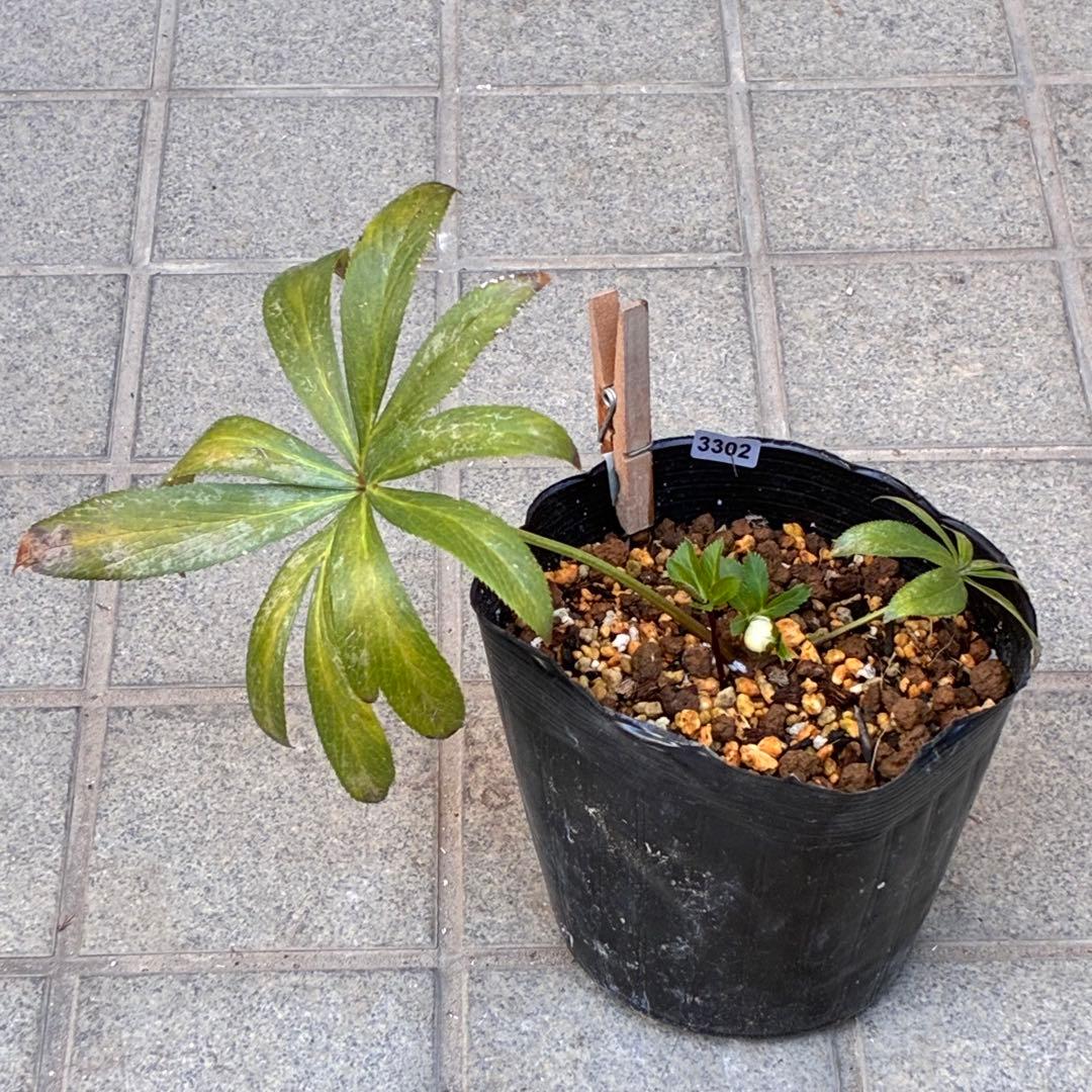 の*ん様 ☘️蕾付き☘️3302⭐️小輪⭐️SD⭐️シズカ⭐️静⭐️樋口さん⭐️