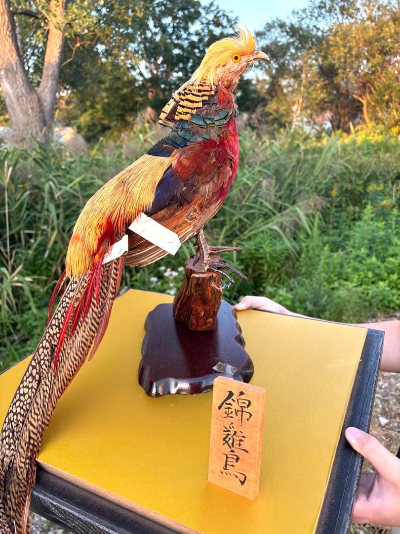 美品　錦鶏鳥　剥製　インテリア　置物　豪華