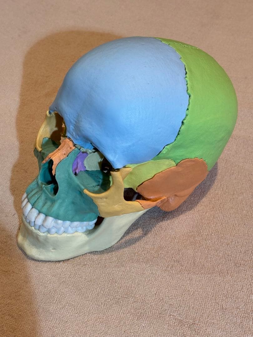 頭蓋骨人体模型 磁石式22分解可能