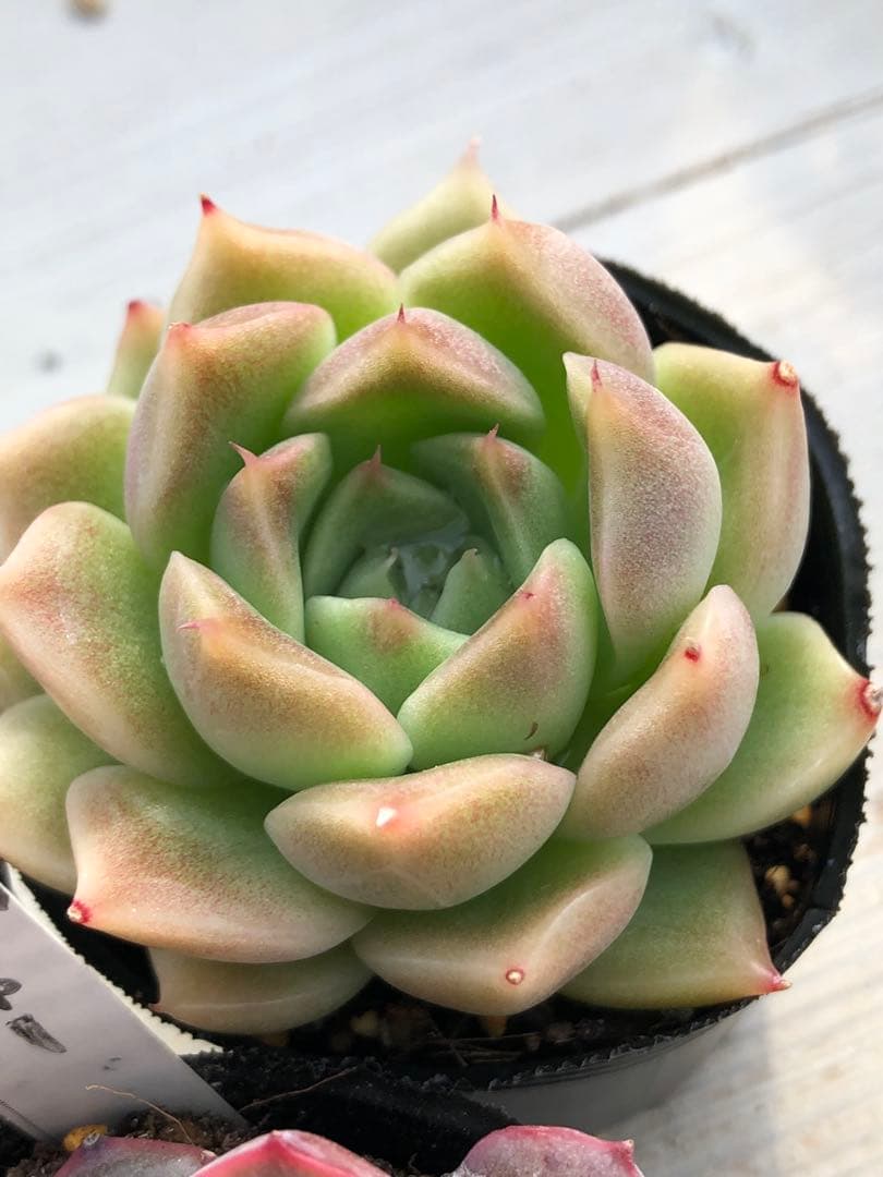 多肉植物 ロウルサンコ苗♡抜き苗セット - メルカリ