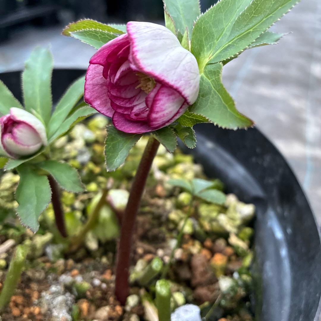 まいさんページ