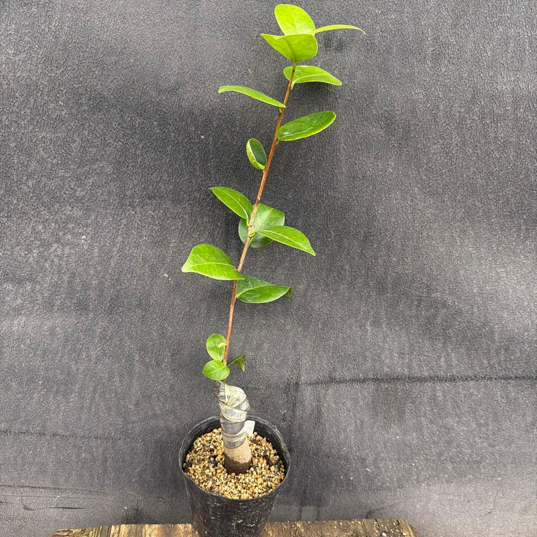 紅葉 Koyo (代理人)様ご確認苗 レイジェントリー4と此の糸2点セット苗