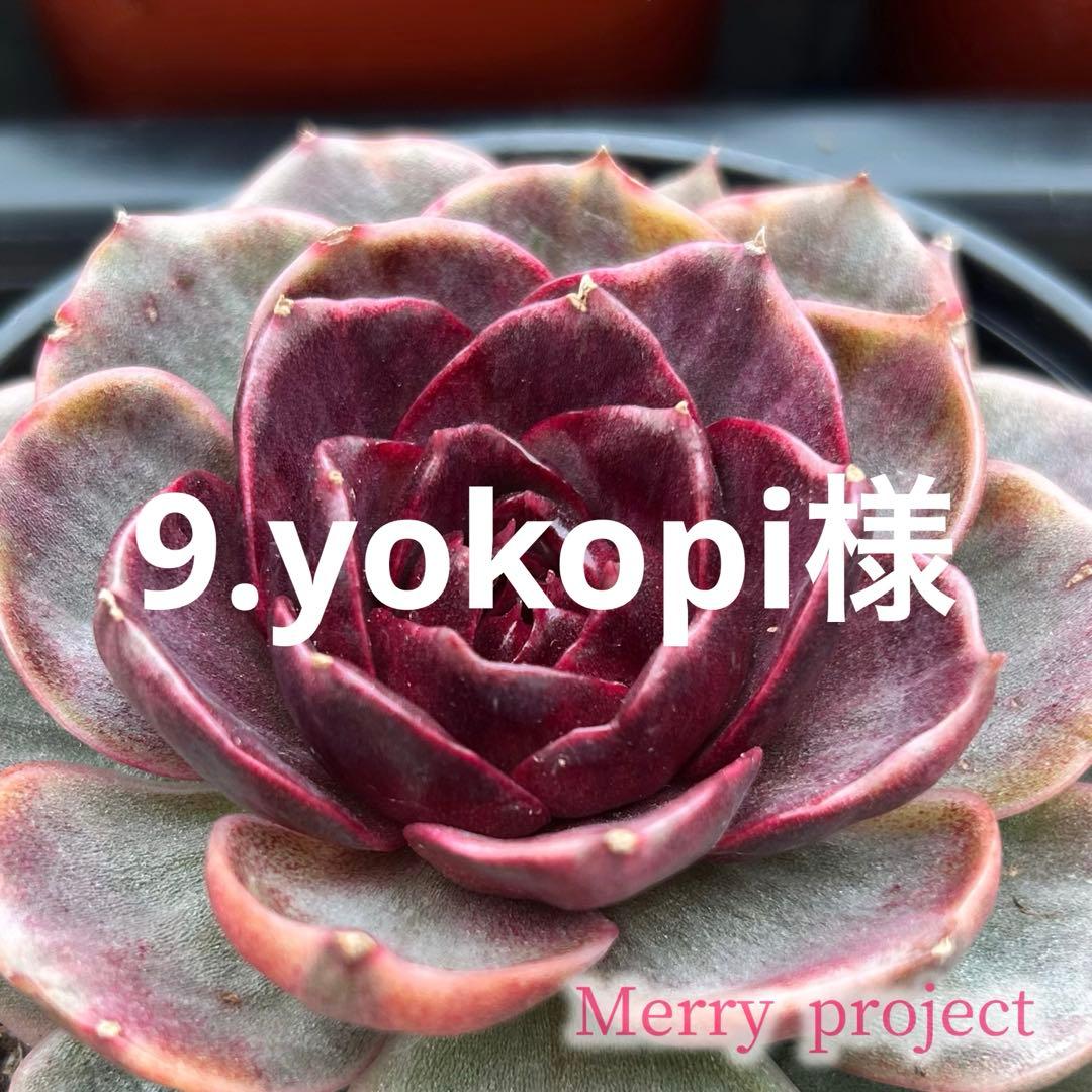 9.yokopi様