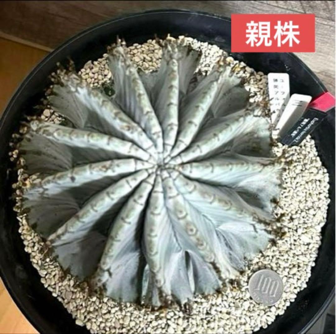 ユーフォルビアホリダ 勝岡アルバ 純血統 極上 雌株 SSSランク ラスト1