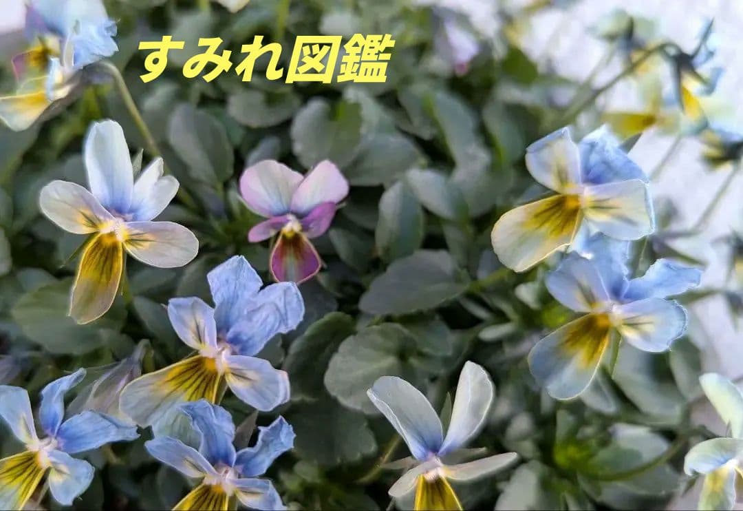 大人気 【すみれ図鑑】 入手困難 ☆鉢ごと発送♪