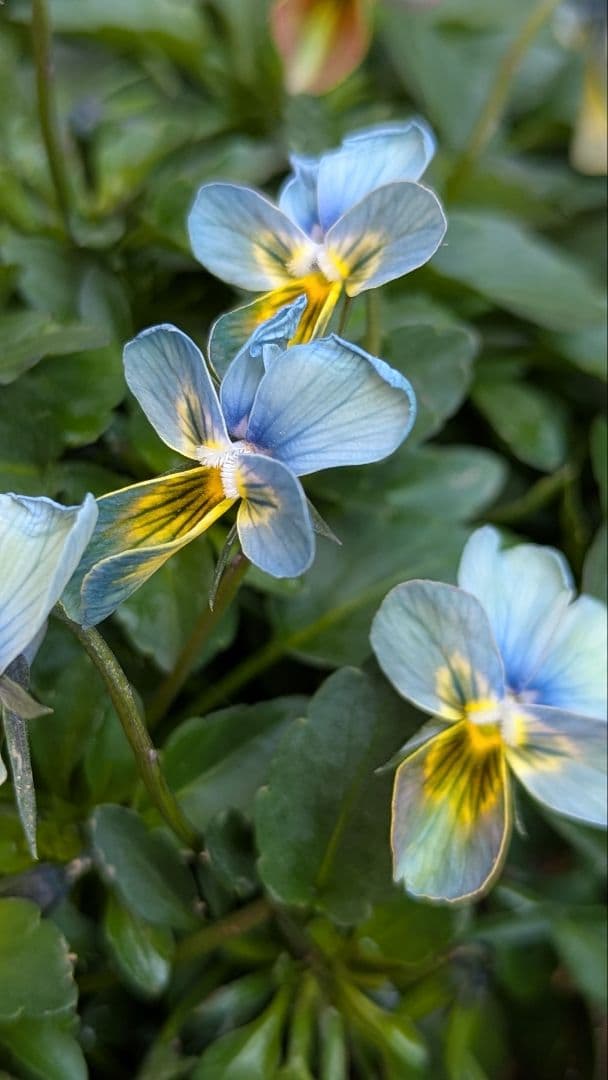 大人気 【すみれ図鑑】 入手困難 ☆鉢ごと発送♪