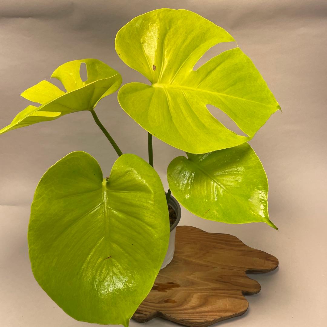 ま*め様 lsw785モンステラ　デリシオーサ　黄金葉　ゴールドリーフ　フルムー