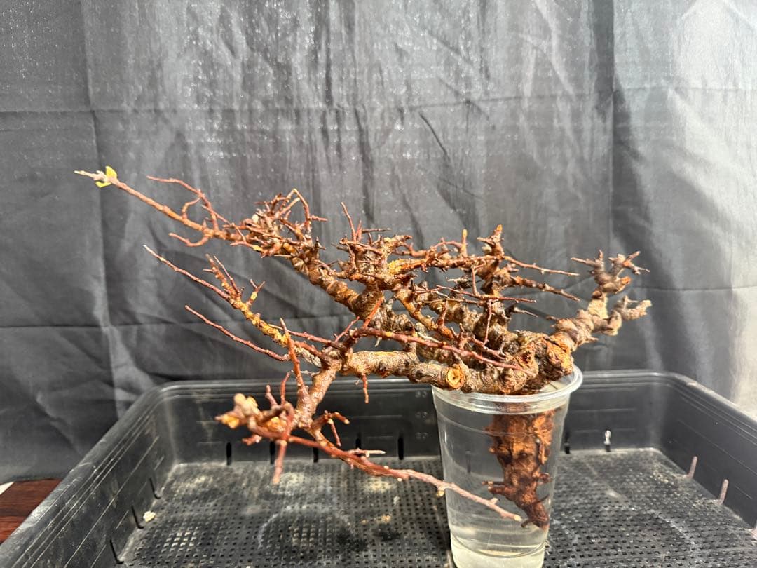 ③送料無料　コミフォラ　エイル