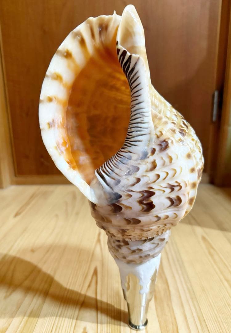修験道法螺貝　密教　山伏　魔除け　か熊よけ❣️ほら貝　ホラガイ