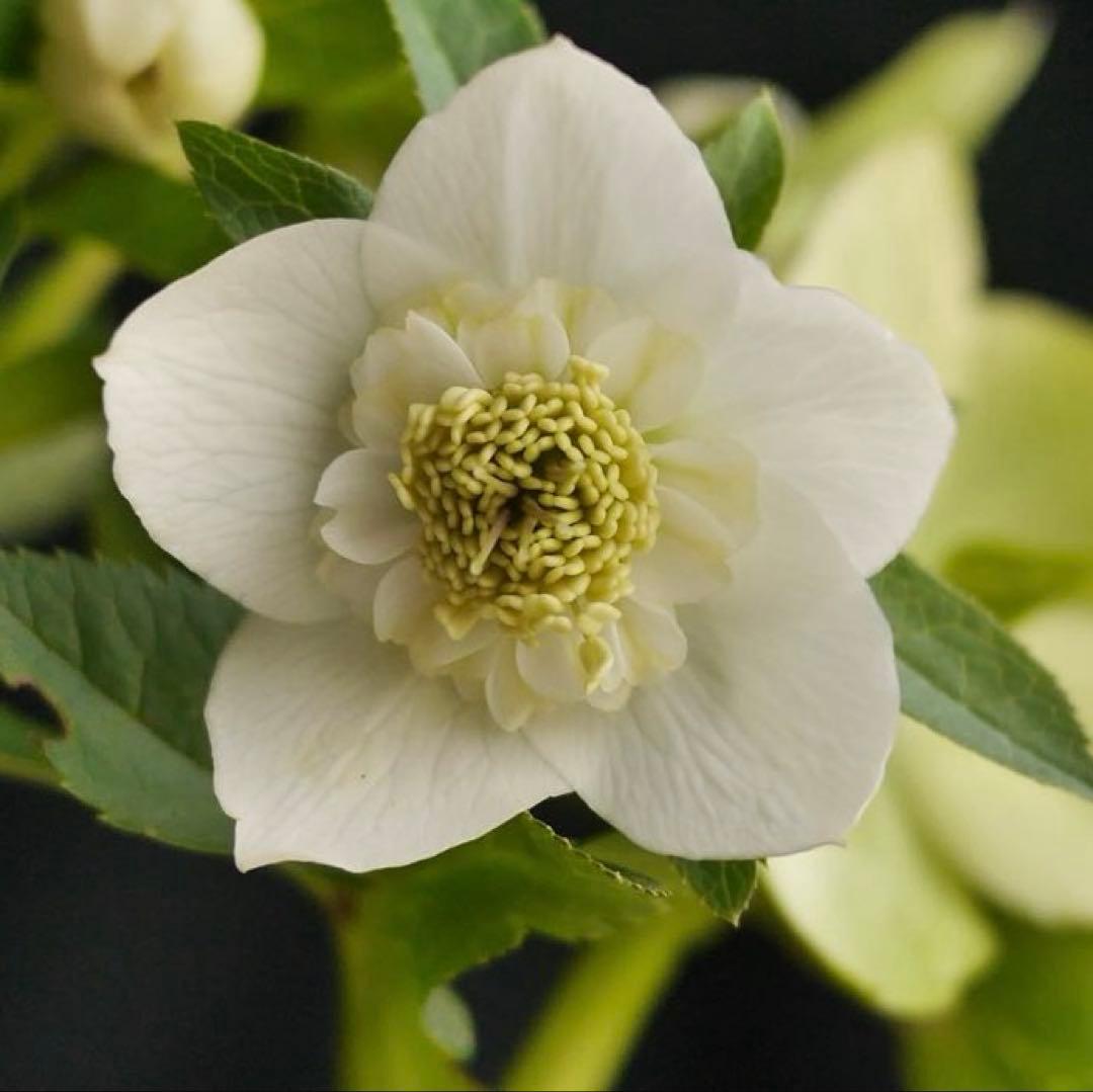 4655 整形オフホワイトセミダブルクリスマスローズ　開花株