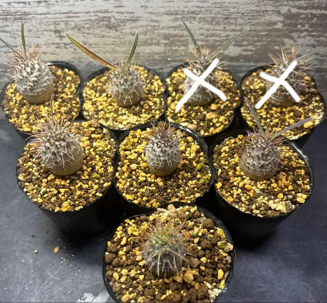 うめめ　様　確認専用です。 VIEW's NETお引落日です メール | LaoSunZee（らおさんじぃ）のブログ