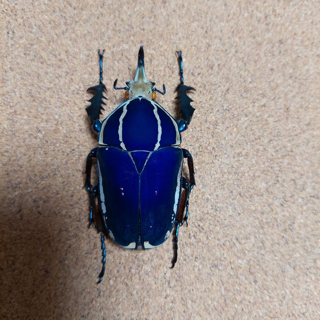 コエポン　ウガンデンシスオオツノカナブン　標本　+フクエアオカナブン　標本 くわかぶプラネット / ウガンデンシスオオツノカナブンペア(ブルー)