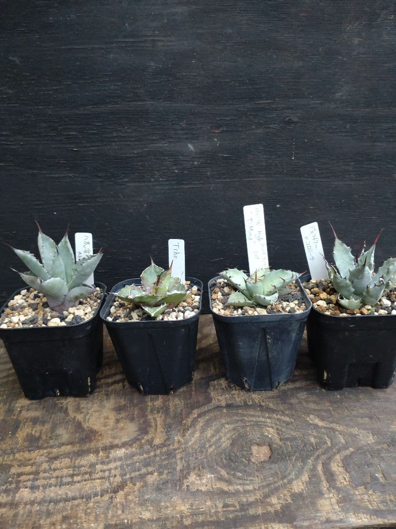 アガベ　ハイブリッド　4株セット