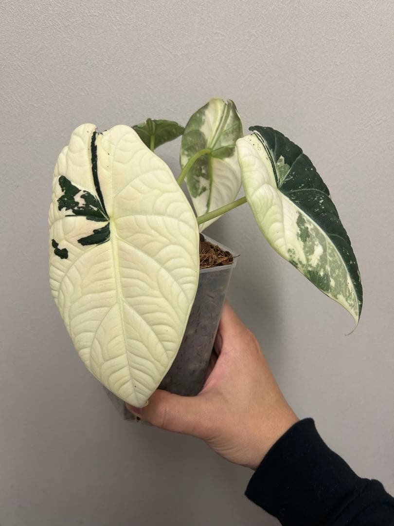 アロカシア　マハラニアルボ