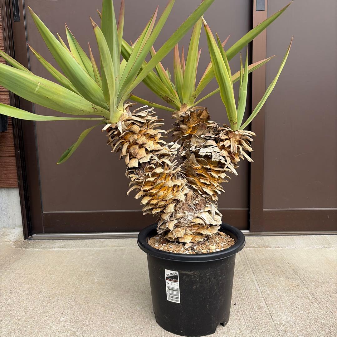 25061】（3ヘッド）ユッカグロリオサ アツバキミガヨラン - メルカリ