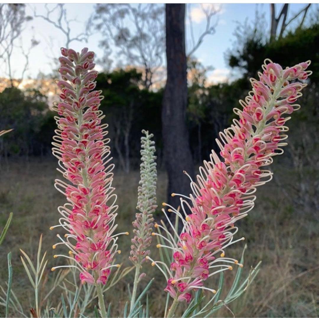 グレビレア ピンクサプライズ - メルカリ