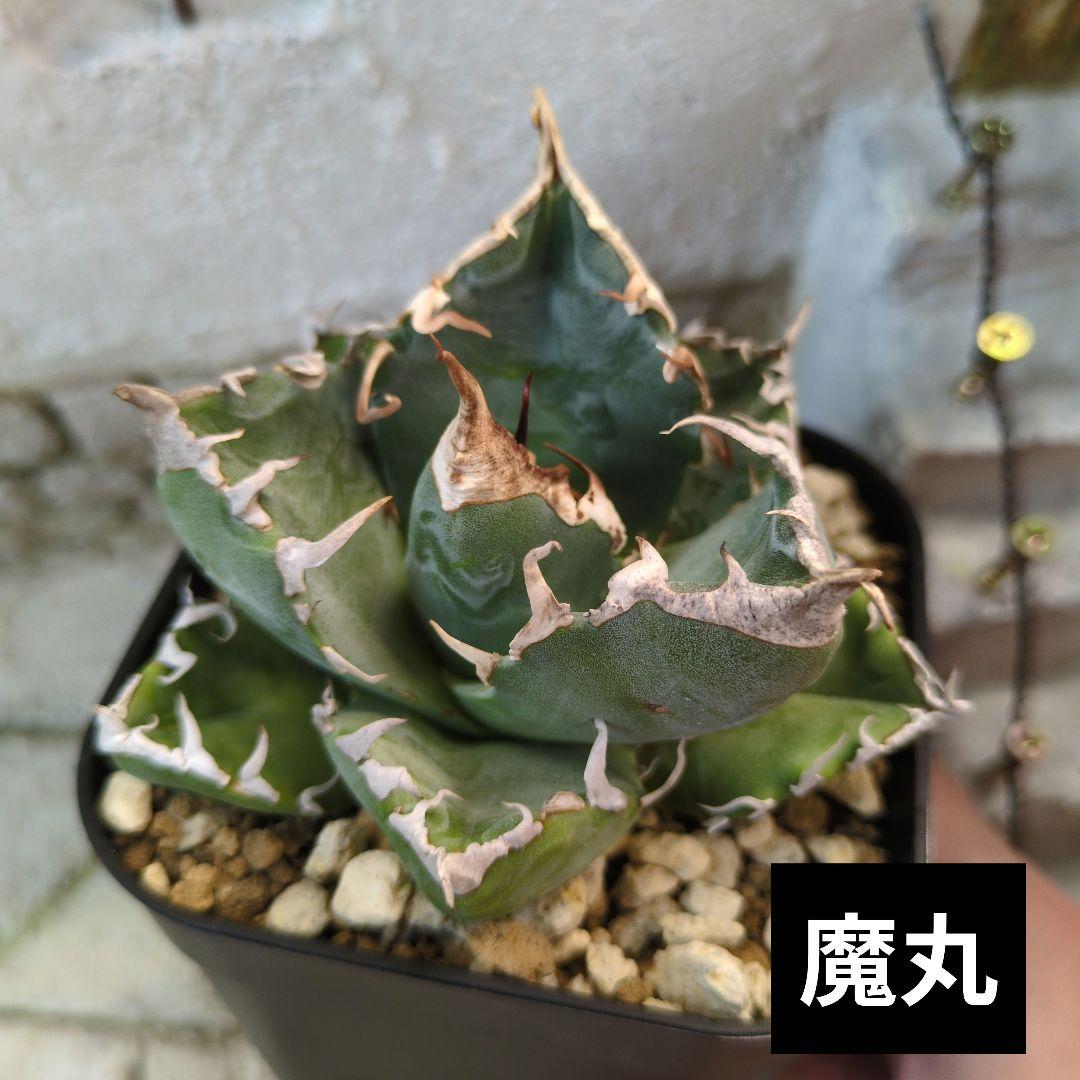 魔丸② アガベ チタノタ - メルカリ