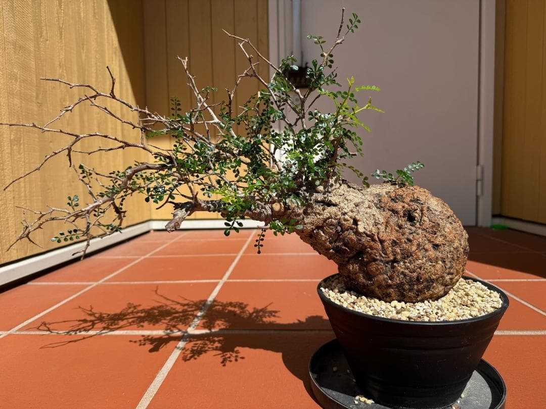 J*I様 【超希少/値下】パキプス 現地球 発根済 塊根植物 2026年最新】パキプス 現地球の人気アイテム - メルカリ