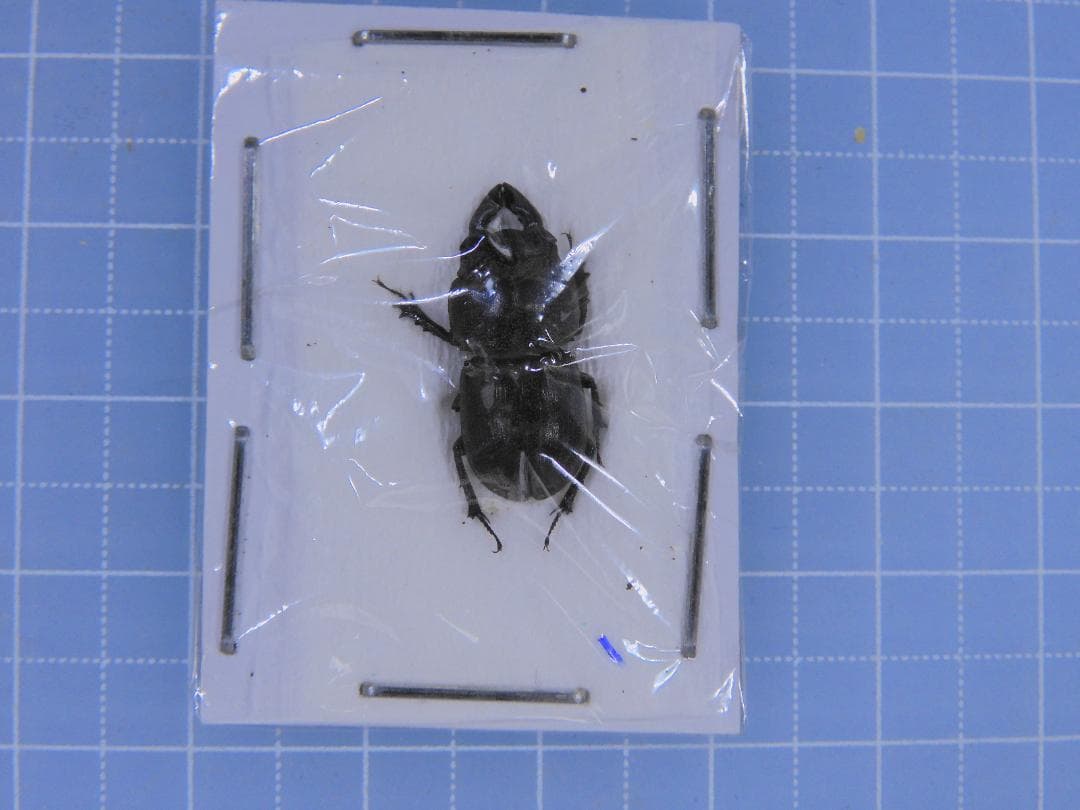 豪州産　カタハリクワガタ　18mm