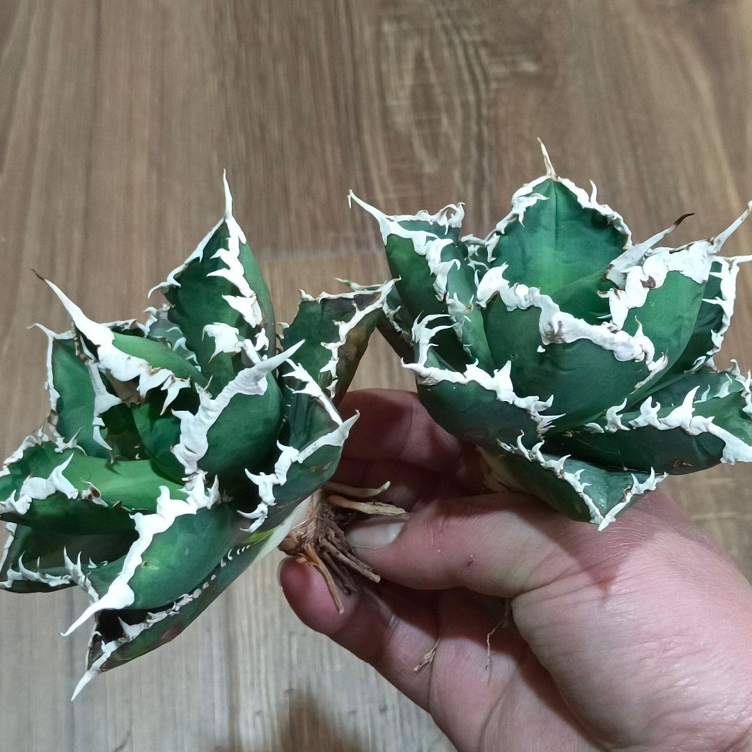 A007 特選 アガベ チタノタ 狼人 連棘 超強白棘 白鋸歯 極上2株同梱